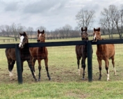 Hester Equestrian Weanlings